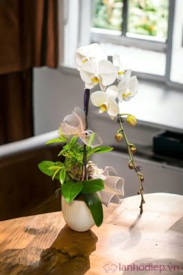 Lan Ho Diep Trang 1Canh