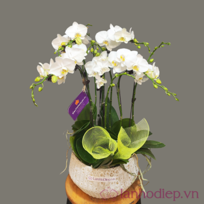 Lan Ho Diep Trang De Ban