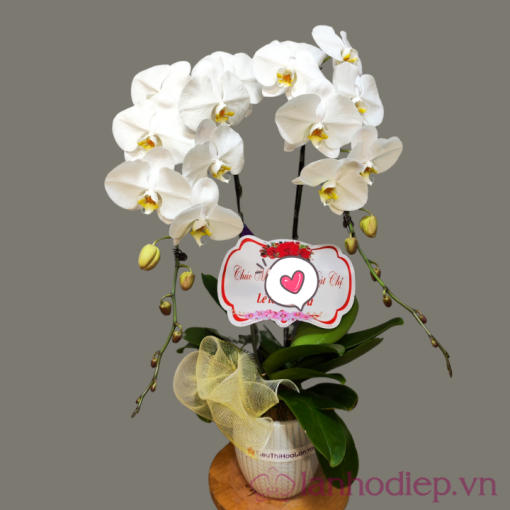 Lan Ho Diep Trang Tieu Thu