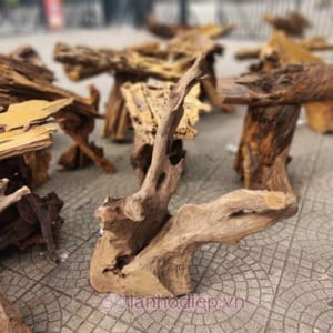 Địa Điểm Bán Gỗ Lũa Ghép Lan Hồ Điệp Tại Hà Nội