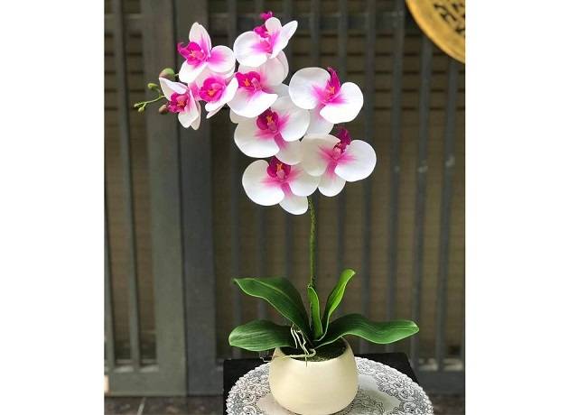 Shop Hoa Lan Hồ Điệp