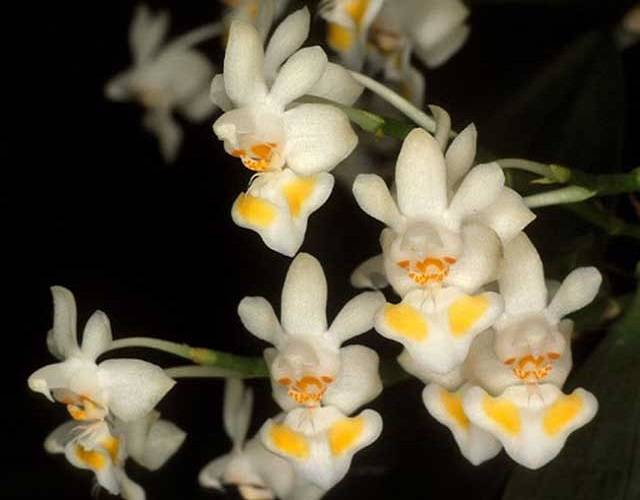 Hồ Điệp Rừng Phalaenopsis Gibbosa Sweet