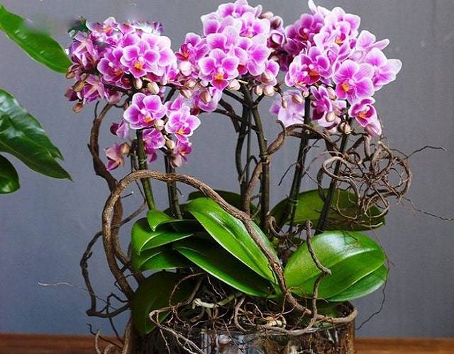 Shop Hoa Lan Hồ Điệp