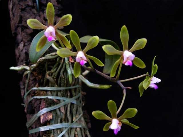 Lan Rừng Phalaenopsis Braceana (Hook. F), Christenson