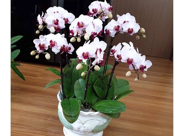 Shop Hoa Lan Hồ Điệp