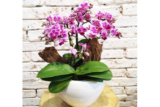 Shop Hoa Lan Hồ Điệp