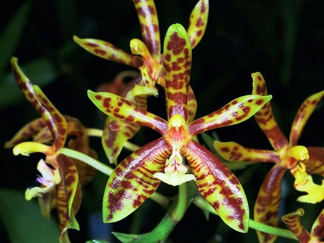 Phalaenopsis Mannii Rchob. F