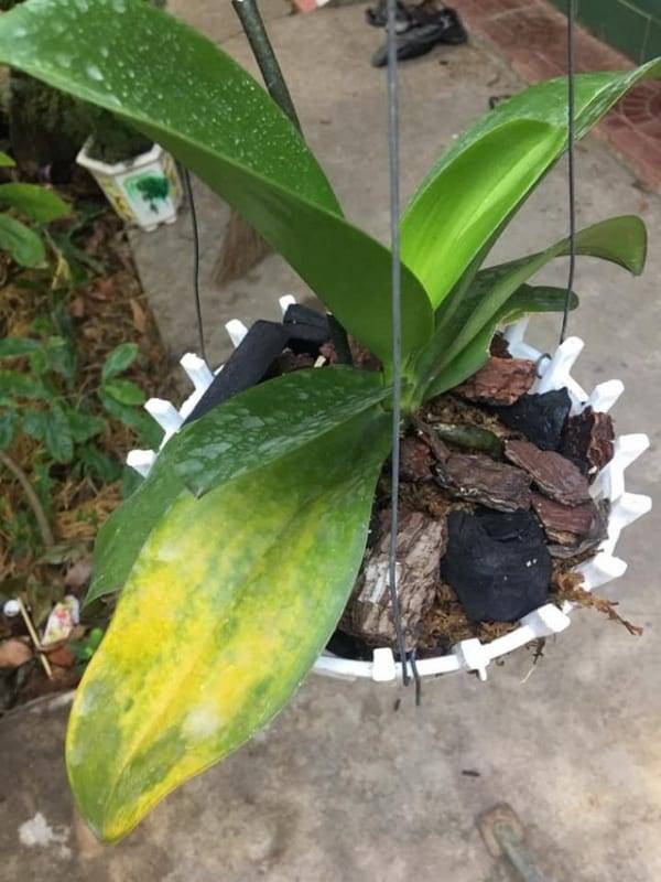 Shop Hoa Lan Hồ Điệp