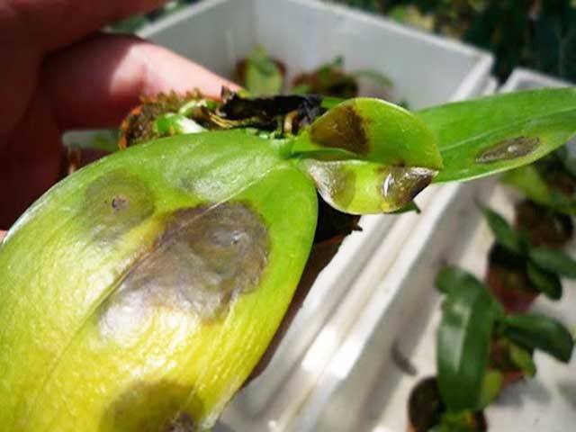 Shop Hoa Lan Hồ Điệp