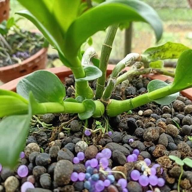 Shop Hoa Lan Hồ Điệp