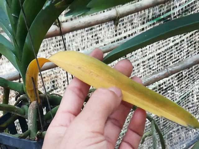 Shop Hoa Lan Hồ Điệp