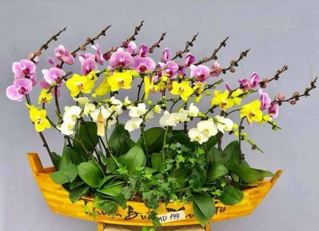 Shop Hoa Lan Hồ Điệp