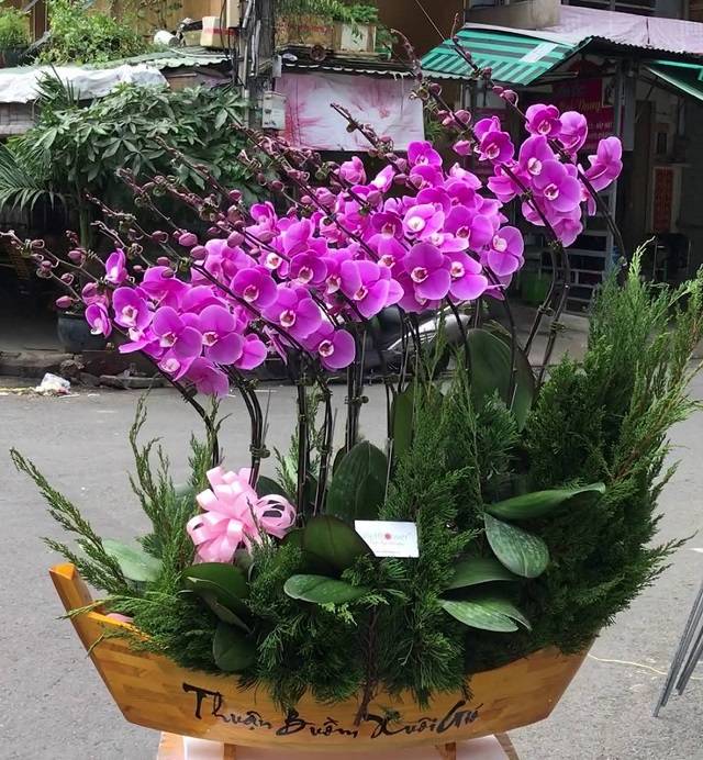 Shop Hoa Lan Hồ Điệp