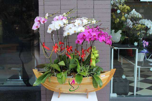 Shop Hoa Lan Hồ Điệp