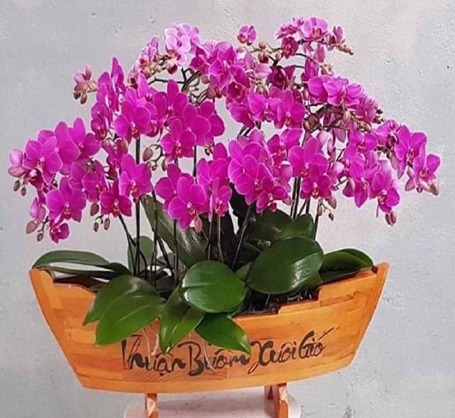 Shop Hoa Lan Hồ Điệp