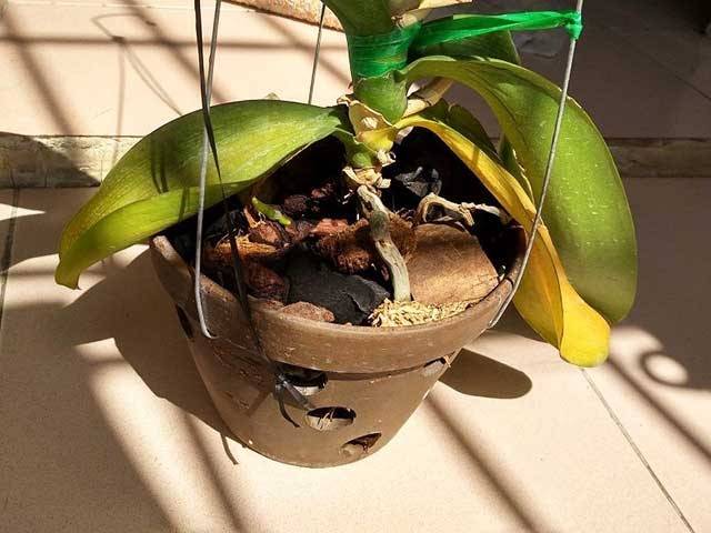 Shop Hoa Lan Hồ Điệp