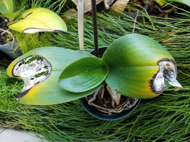 Shop Hoa Lan Hồ Điệp