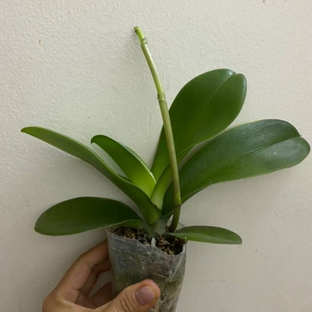 Shop Hoa Lan Hồ Điệp