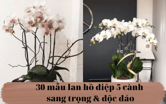 30 Mau Lan Ho Diep 5 Canh Sang Trong Doc Dao