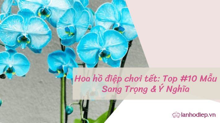 Ho Diep Choi Tet 4