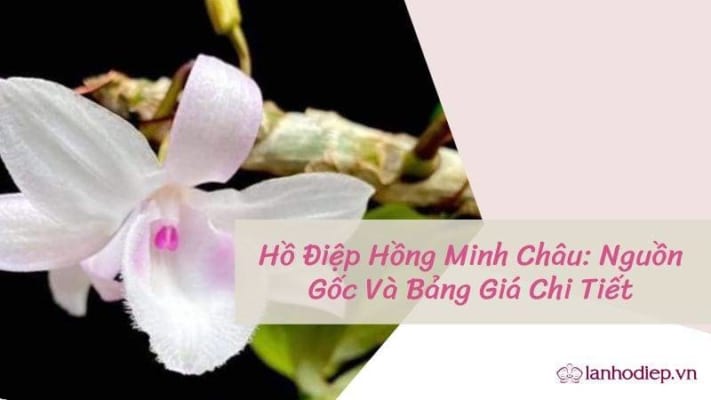 Ho Diep Hong Minh Chau 9