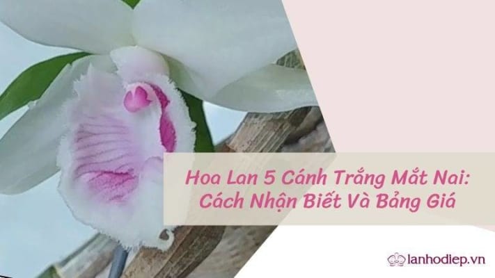 Hoa Lan 5 Canh Trang Mat Nai 3