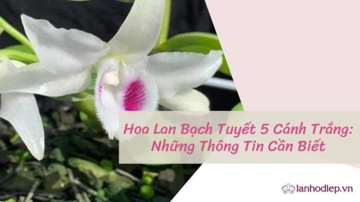 Hoa Lan Bach Tuyet 5 Canh Trang 9