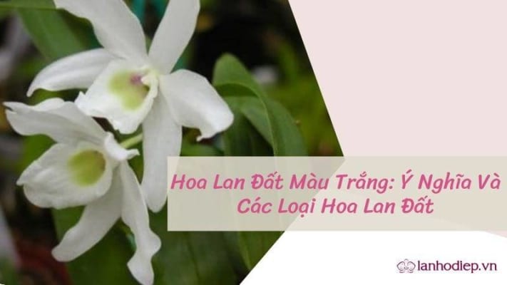 Hoa Lan Dat Mau Trang