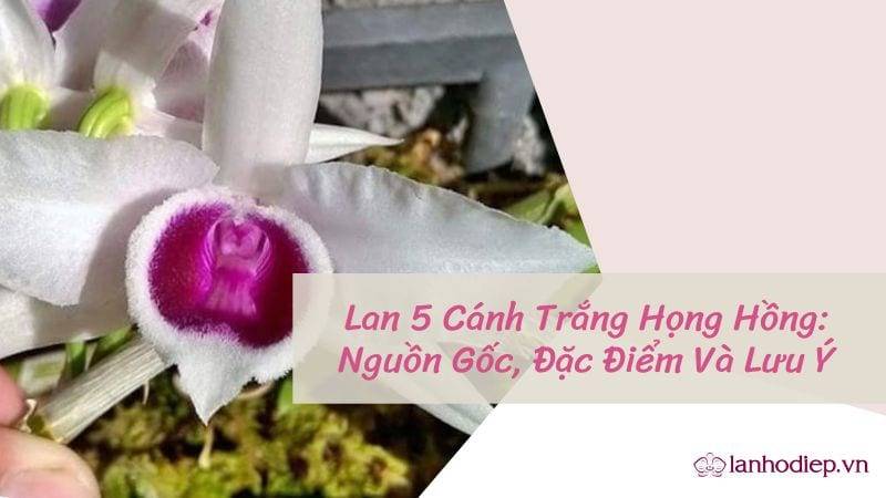 What is the origin of the 5 cánh trắng họng hồng plant and how can it be cultivated in Vietnam?