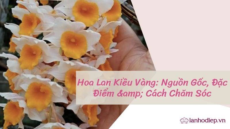 Hoa Lan Kiều Vàng: Nguồn Gốc, Đặc Điểm Và Cách Chăm Sóc Hoa Lan Kiều Vàng: Nguồn Gốc, Đặc Điểm Và Cách Chăm Sóc