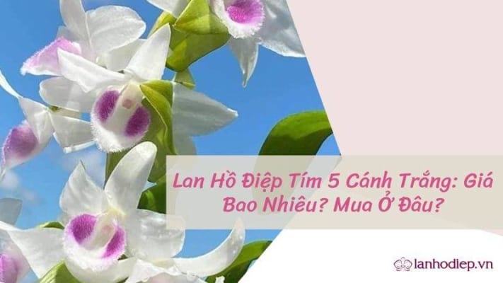 Lan Ho Diep Tim 5 Canh Trang 4
