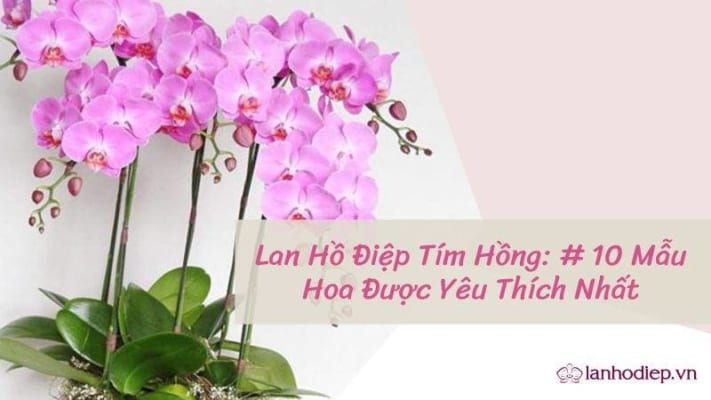 Lan Ho Diep Tim Hong