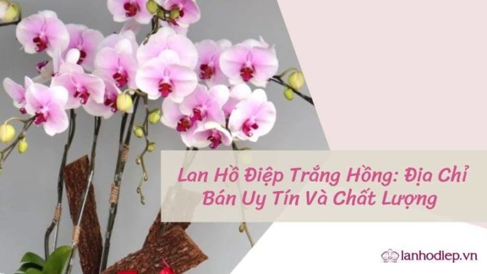 Lan Ho Diep Trang Hong