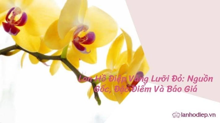 Lan Ho Diep Vang Luoi Do