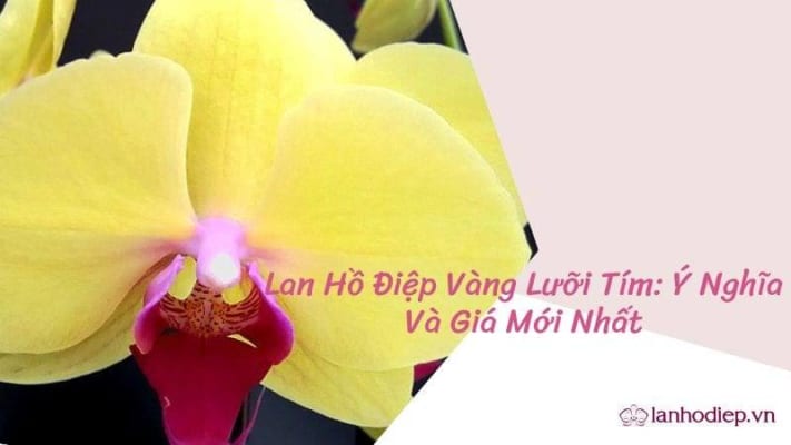 Lan Ho Diep Vang Luoi Tim