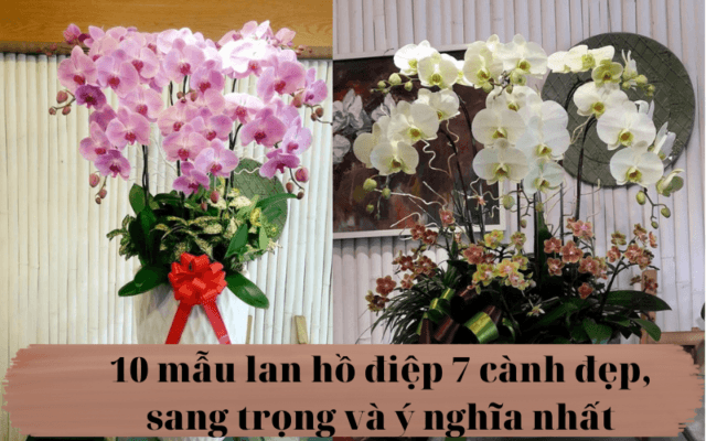 10 Mau Lan Ho Diep 7 Canh Dep Sang Trong Va Y Nghia Nhat
