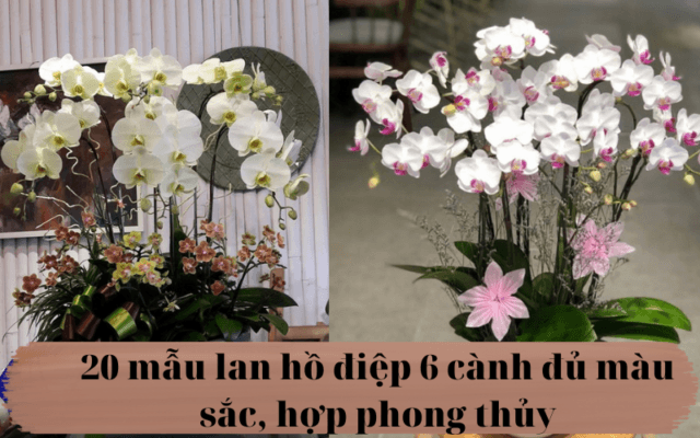 20 Mau Lan Ho Diep 6 Canh Du Mau Sac Hop Phong Thuy