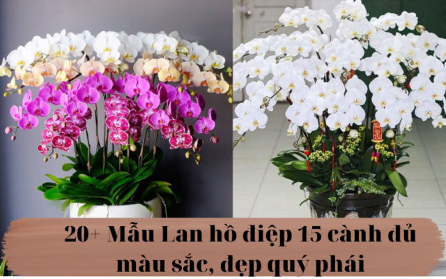 30 Mau Lan Ho Diep 5 Canh Sang Trong Doc Dao 1