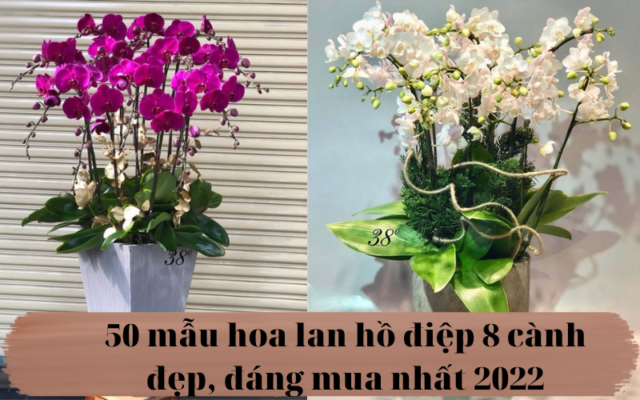 50 Mau Hoa Lan Ho Diep 8 Canh Dep Dang Mua Nhat 2022