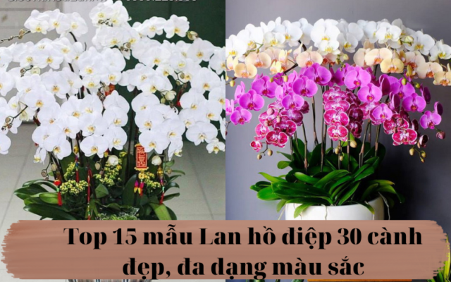 Top 15 Mau Lan Ho Diep 30 Canh Dep Da Dang Mau Sac