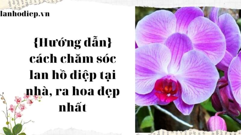 Cach Cham Soc Lan Ho Diep