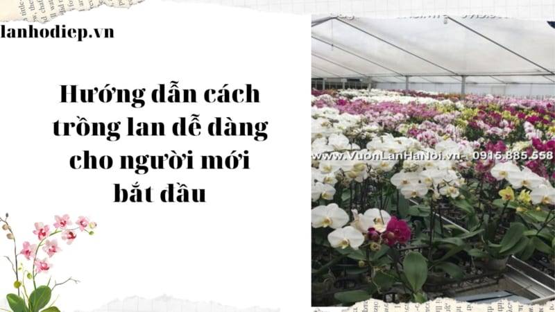 Hướng Dẫn Cách Trồng Lan A-Z Cho Người Mới Bắt Đầu