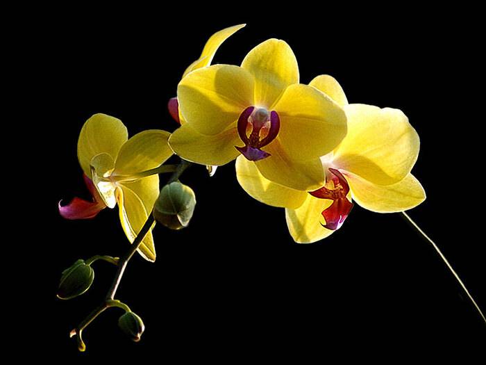 Chi tiết hơn 115 hình nền hoa phong lan tuyệt vời nhất  thdonghoadian