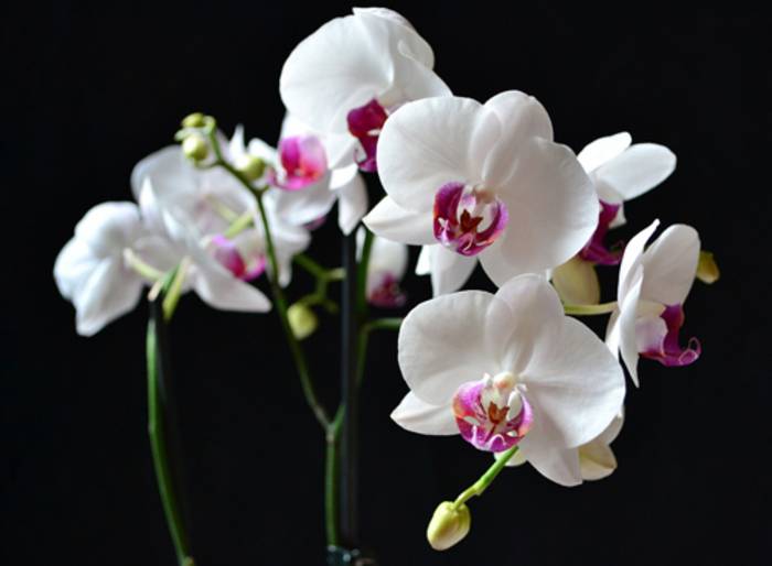 hình nền hoa lan hồ điệp 6 – Vườn Lan Hà Nội