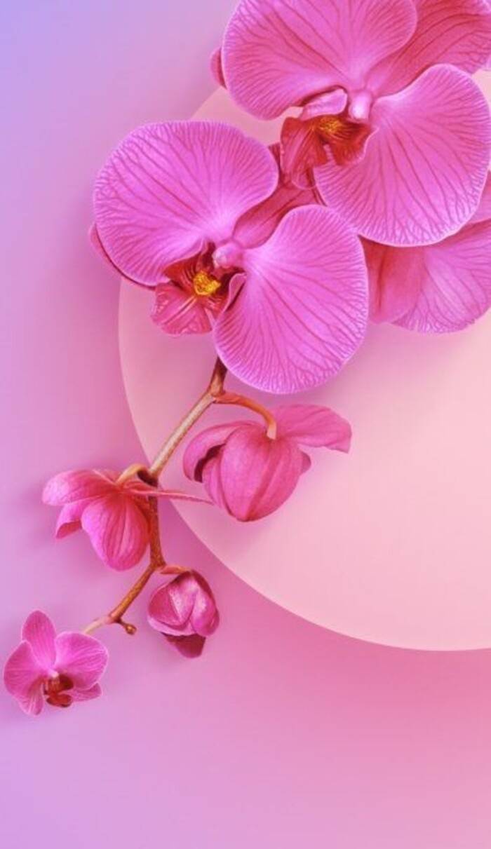 10000+ Hoa tulip & hình ảnh hoa tulip đẹp nhất - Pixabay
