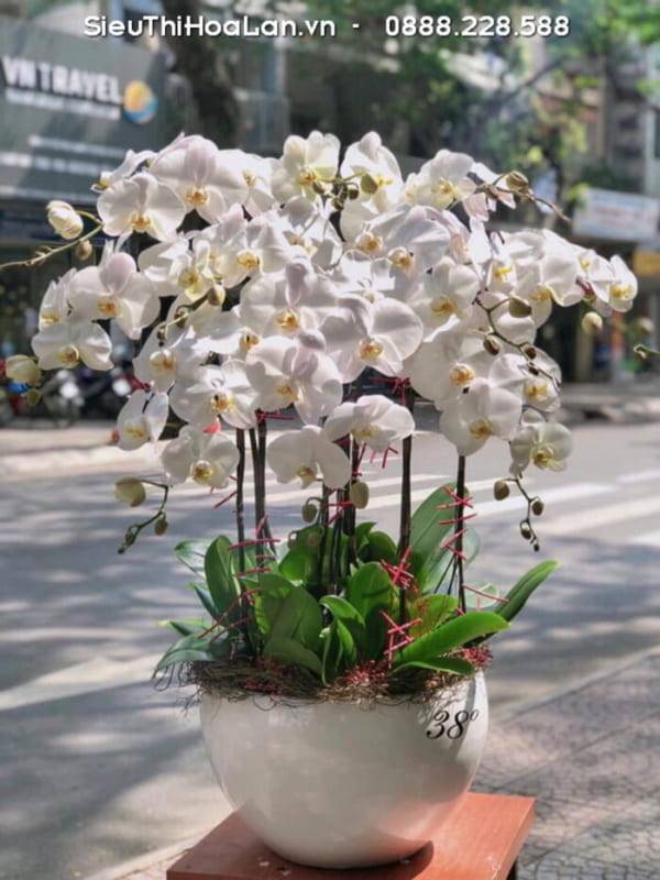 Shop Hoa Lan Hồ Điệp