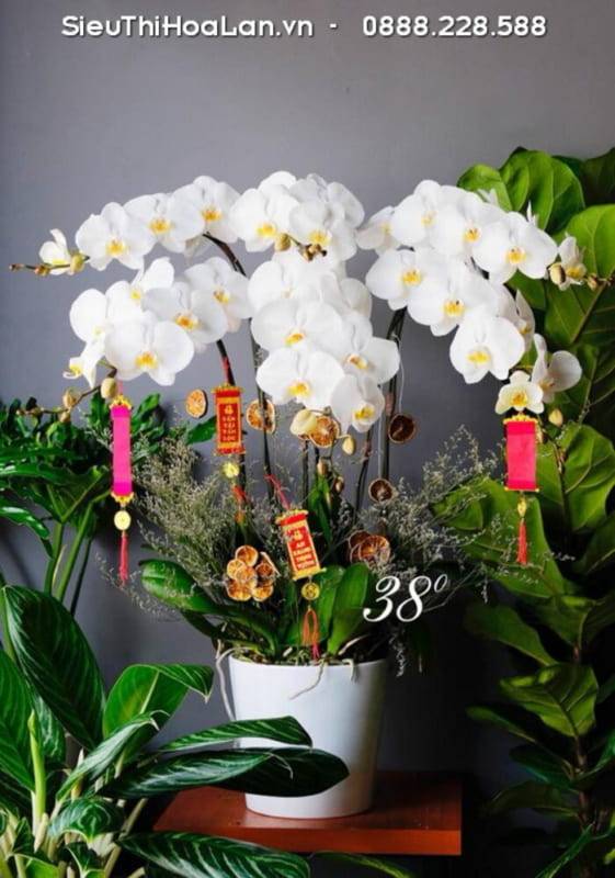 Shop Hoa Lan Hồ Điệp