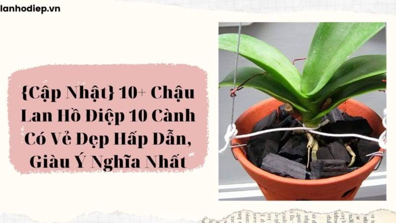 Shop Hoa Lan Hồ Điệp