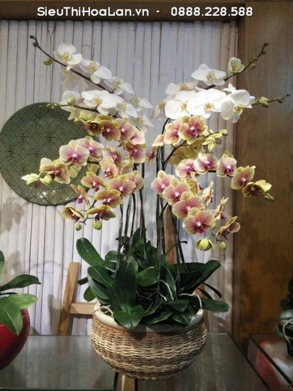Shop Hoa Lan Hồ Điệp