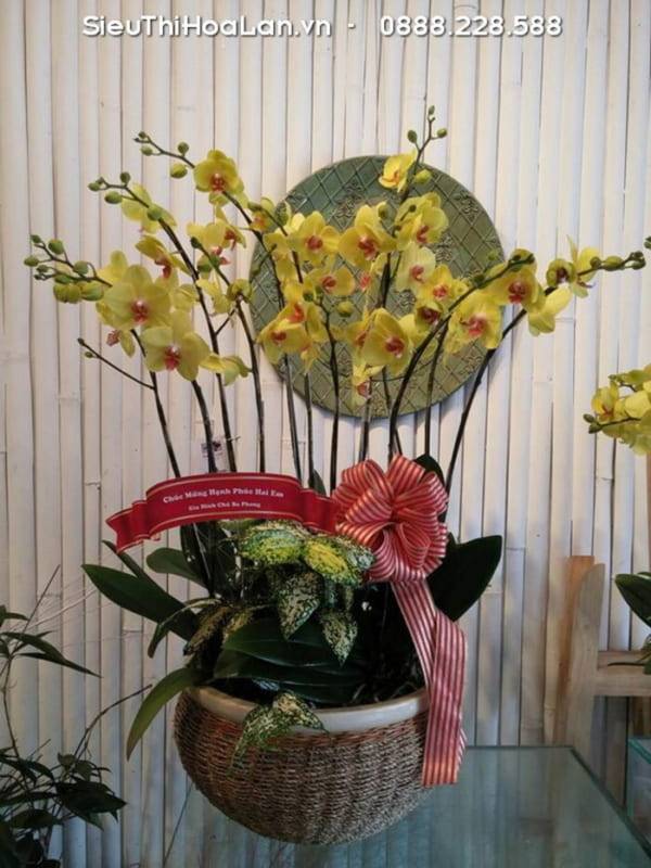Shop Hoa Lan Hồ Điệp